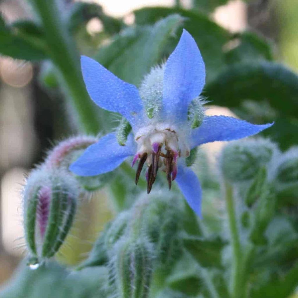 Plant Profile: Borage – House Backyard Pleasure