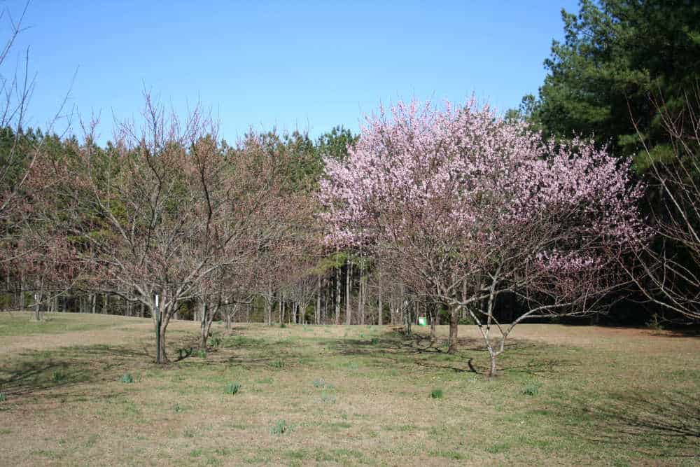 Plant a Peach Tree