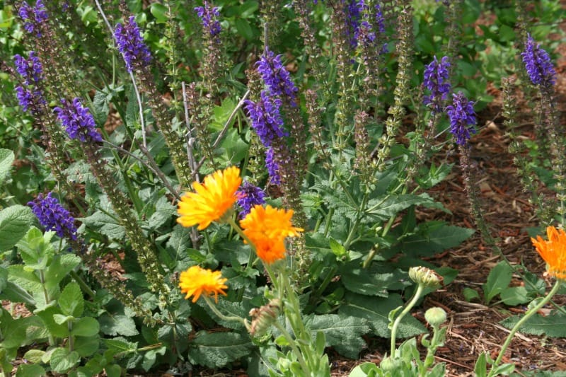 Make Calendula Hand Salve