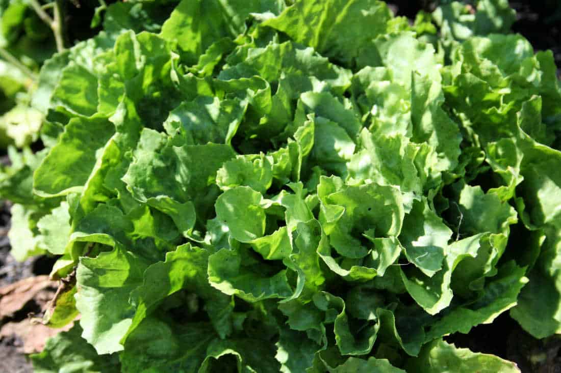 Simple Tricks to Develop and Get pleasure from Escarole