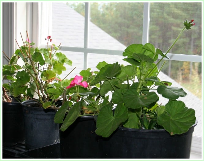 Winter Geranium Care – Dwelling Backyard Pleasure